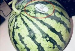 可以吃网红瓜的连接,跟随链接探寻网络热点背后的故事