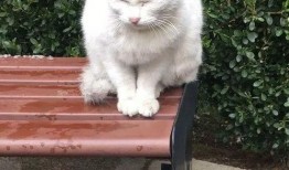 吃瓜娱乐酱流浪猫,吃瓜娱乐酱的温馨守护之旅