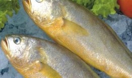 新闻爆料海鱼视频下载大全,海量海洋生物资源一网打尽