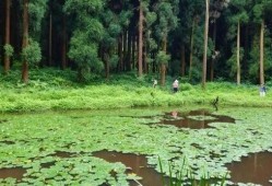 天鹅林场最新爆料,揭秘背后惊人真相