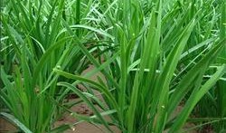 郑州韭菜爆料视频,揭露惊人内幕，引发社会关注