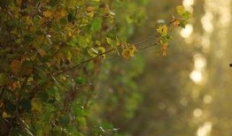 晚秋在线观看,在线重温秋日恋曲