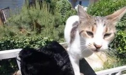 吃瓜娱乐酱流浪猫,吃瓜娱乐酱的温馨守护之旅