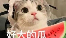 纽约网红kimi吃瓜,一场吃瓜盛宴背后的故事