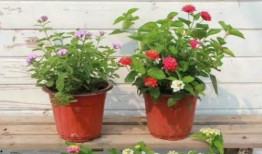 张家口老四爆料视频最新,事件背后惊人真相