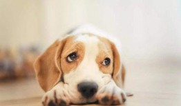 狗砸皮肤最新爆料视频,神秘特效与独特设计首次曝光