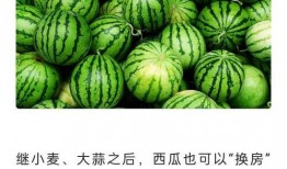 免费网站吃瓜,揭秘免费网站“吃瓜”背后的秘密与乐趣