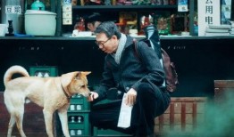 狗狗电影在线观看,温馨陪伴，在线共赏