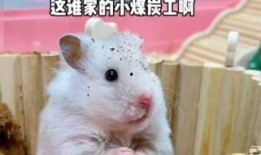 鼠鼠娱乐吃瓜,揭秘娱乐圈吃瓜背后的真相