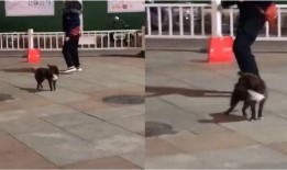 网友接力爆料视频,视频揭露惊人真相！