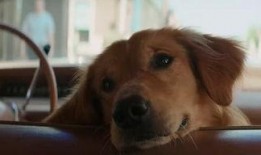 狗狗电影在线观看,温馨陪伴，在线共赏