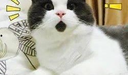 狍子先生爆料视频大全下载,揭秘幕后真相
