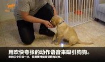 知名狗崽爆料视频,揭秘知名视频背后的惊人真相