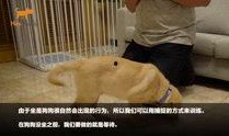 知名狗崽爆料视频,揭秘知名视频背后的惊人真相