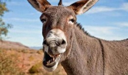 人与驴在线观看,一场跨越时空的奇妙邂逅