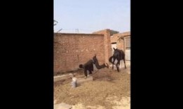 人与驴在线观看,一场跨越时空的奇妙邂逅