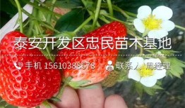 100草莓在线观看,甜蜜诱惑，在线观看的浪漫之旅
