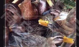 狍子先生爆料视频大全下载,揭秘幕后真相